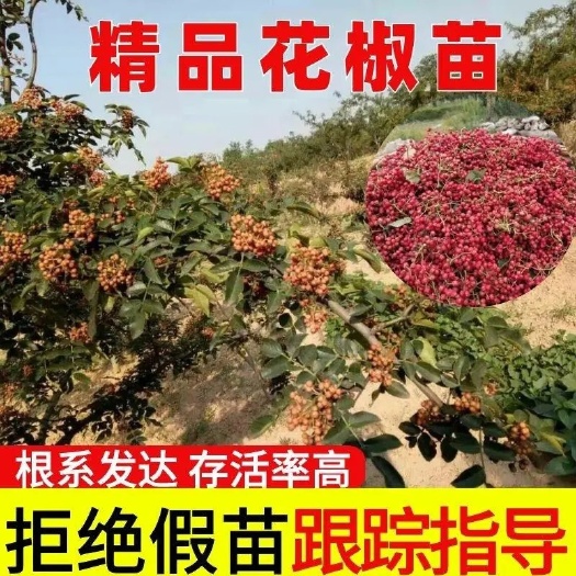武陟县花椒苗，口味好产量高，基地直销，现挖现发，欢迎订购