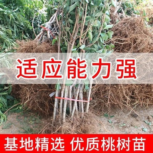 优质桃树苗大量批发，品种齐全，质量好。