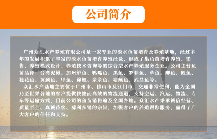 黄颡鱼苗 杂交黄骨鱼苗 全雄性黄颡苗 黄辣丁 黄鸭叫苗