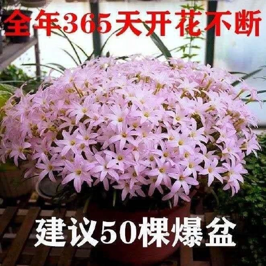 沭阳县四季开花重瓣风雨兰种球风雨花葱兰韭兰庭院阳台盆栽花卉耐热耐寒
