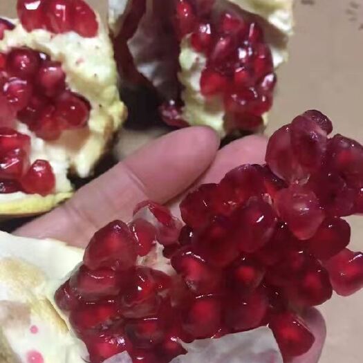 唐河县突尼斯软籽石榴