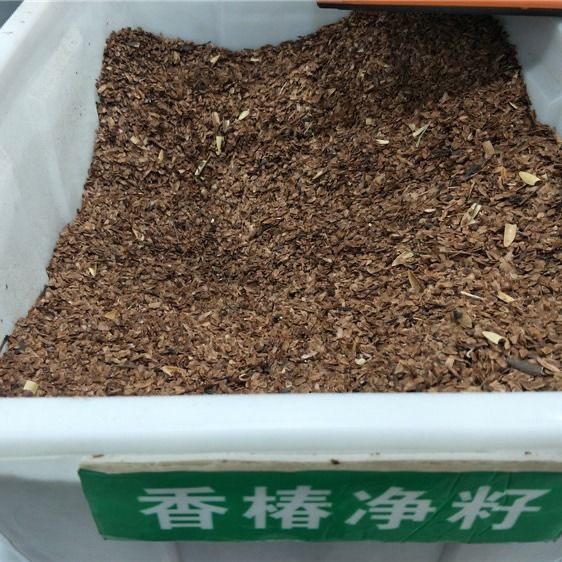 香椿种子香椿籽香椿芽种植盘种植盆纸上种菜无土栽培芽苗菜育苗盘