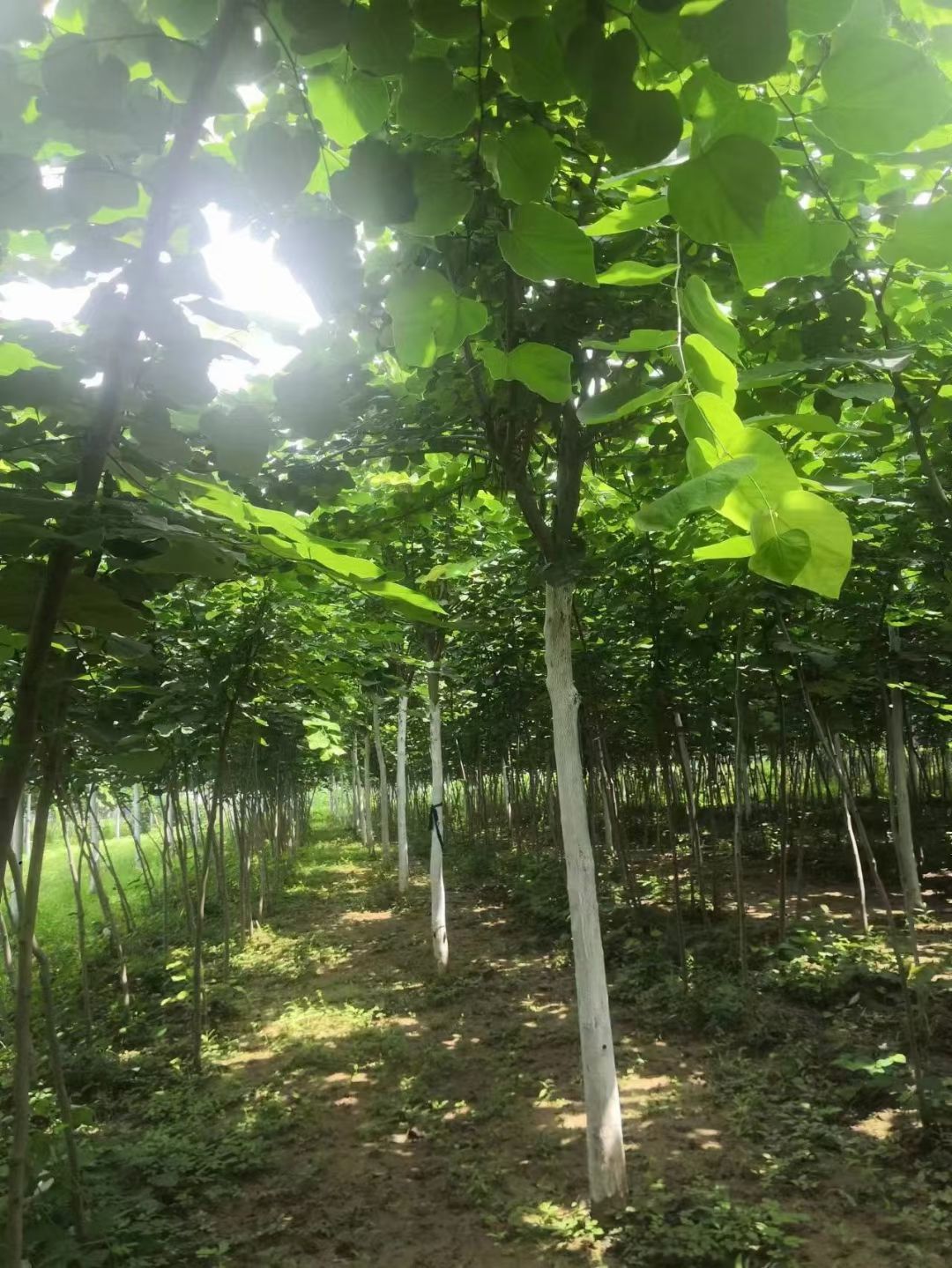 杜仲树苗出售大小规格杜仲苗木价格优惠