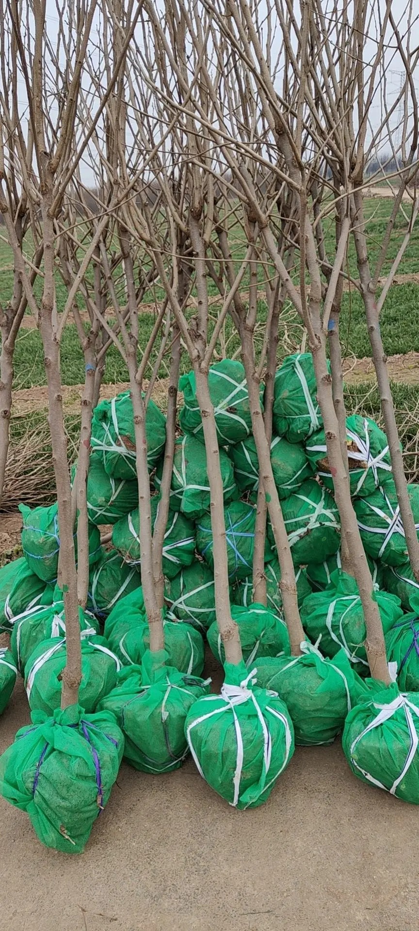 武陟县3～5公分柿树苗，品种齐全，基地大量现货