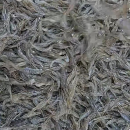 黑河草虾