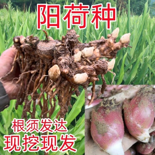 利川市阳荷种根子种根种苗洋现挖现发成活率高种苗洋荷种根