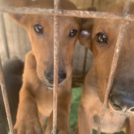 宿州大型犬，红狼犬，黑狼犬，聪明伶俐，勇敢无畏，看家护院好帮手！