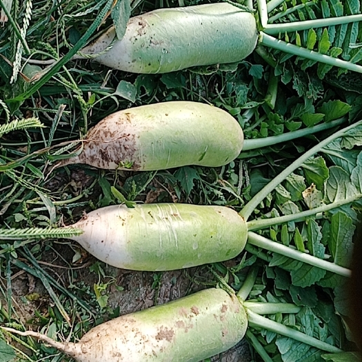 清丰县青萝卜