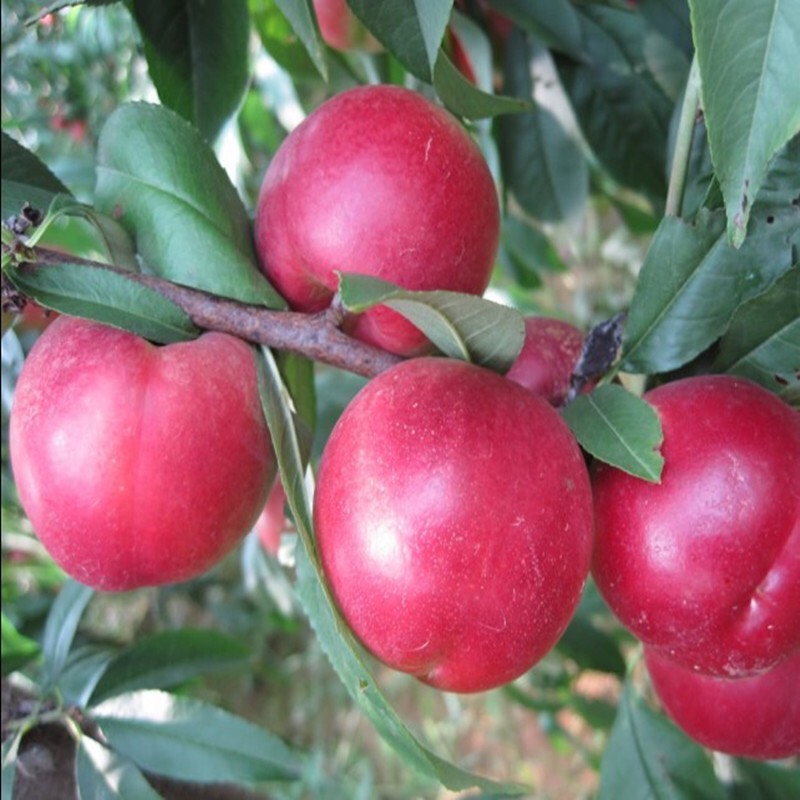 平邑縣珍珠棗油桃樹苗品種純正 根系發達  。保品種提供技術支持