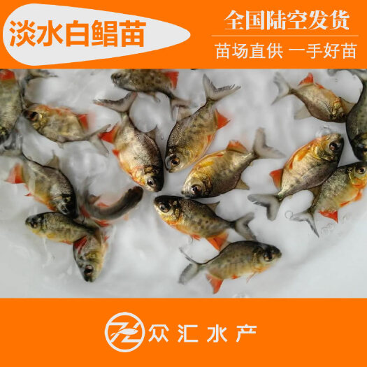 白鲳鱼苗 淡水白鲳苗 红鲳鱼苗 杂食性强