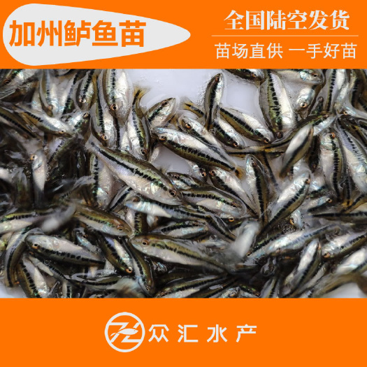 广州驯化吃料 加州鲈鱼苗 优鲈3号 2025年鲈鱼棕片及水花