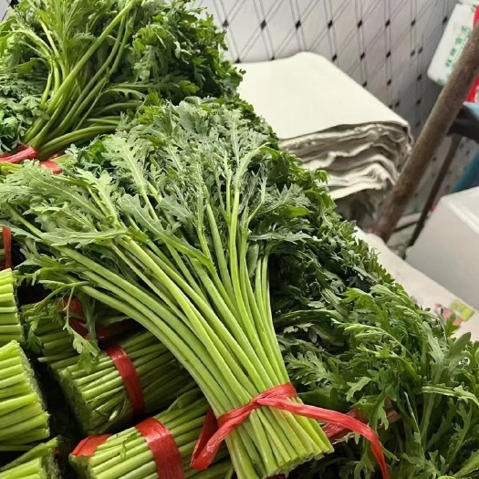 河北邯郸精品茼蒿大量现货