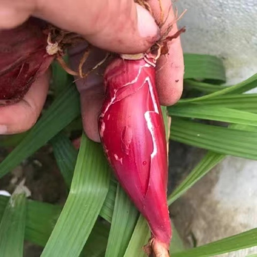 野生紅蔥 帶苗 帶根發(fā)貨  正品 沒壞果