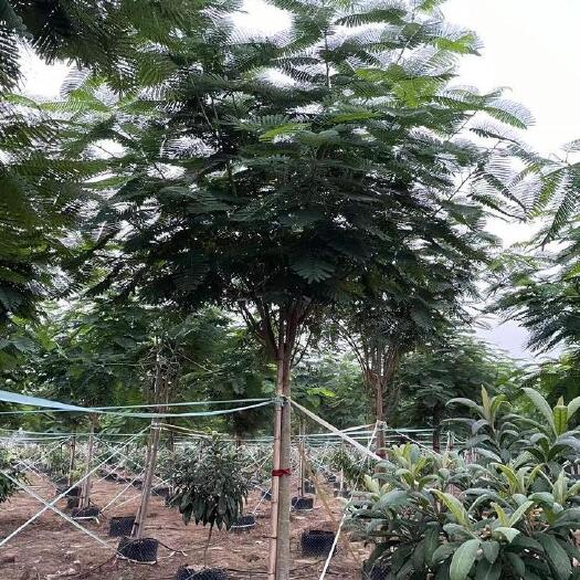 临沧广东普宁凤凰木基地直销 批发凤凰木 广东凤凰木价格