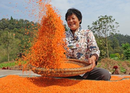 丹桂花茶500g散装1斤无硫红桂花茶干桂花食用桂花干花泡