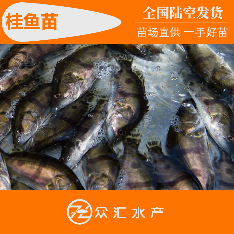 广州桂鱼苗 鳜鱼苗 桂花鱼苗 多种规格 饲料桂鱼欢迎咨询