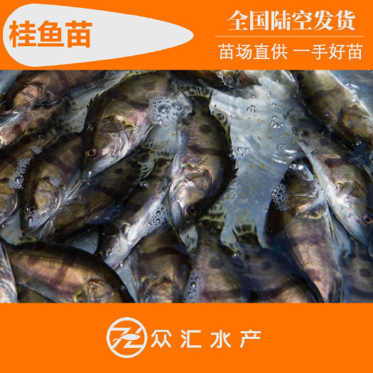 广州桂鱼苗 鳜鱼苗 桂花鱼苗 多种规格 饲料桂鱼欢迎咨询