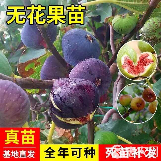 无花果苗，盆栽，地栽都可以，耐寒，南北方都可以种植