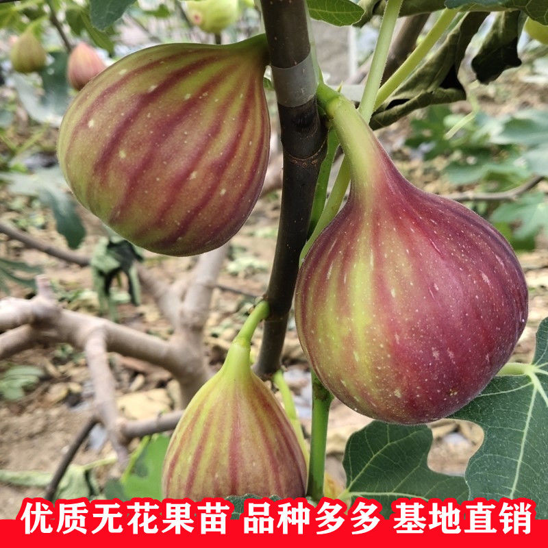 无花果苗，盆栽，地栽都可以，耐寒，南北方都可以种植