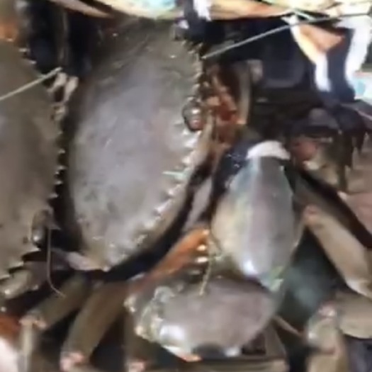 青蟹天然海边 细绳
