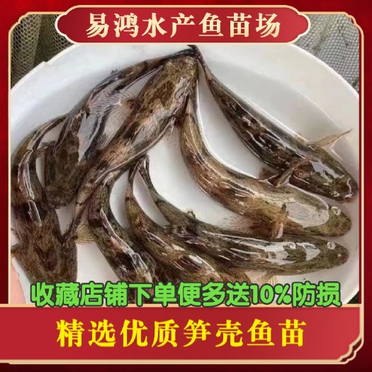 广州笋壳鱼苗 泰国笋壳鱼苗 沙塘鳢鱼苗 云斑尖塘鳢鱼苗