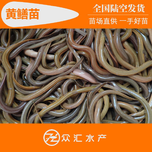 广州黄鳝苗 本地黄鳝苗 大规格15～25厘米