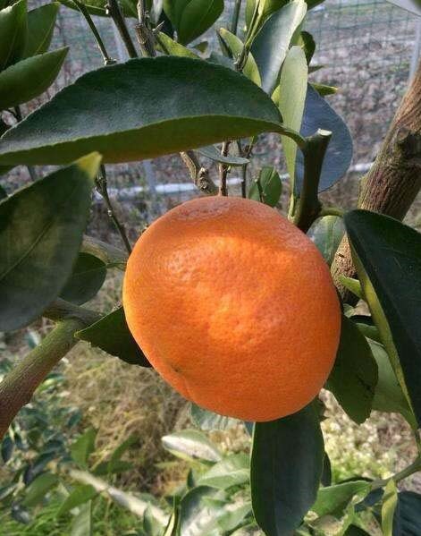 平邑县四川明日见柑橘苗嫁接苗 品种纯正 根系发达  。保品种提供技