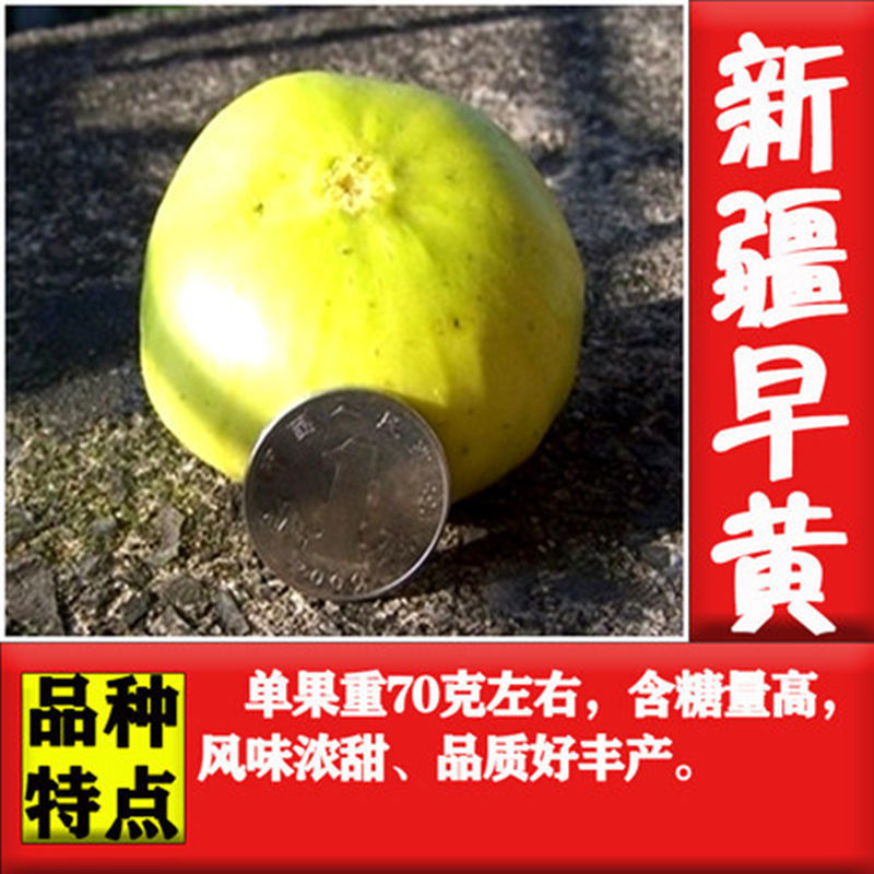无花果苗，盆栽，地栽都可以，耐寒，南北方都可以种植