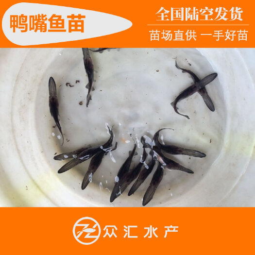 鸭嘴鲟鱼苗 鸭嘴鱼苗 匙吻鸭嘴鲟鱼苗 全国可养简单 吃饲料