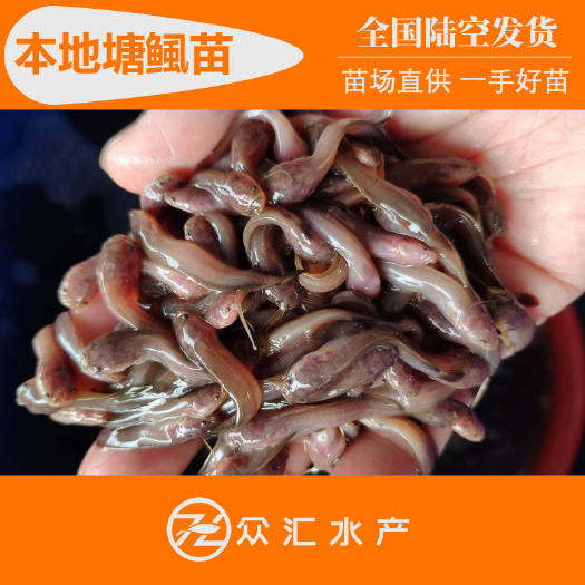 广州塘鲺苗 本地三黄塘虱苗 塘角鱼苗 胡子鲶鱼苗