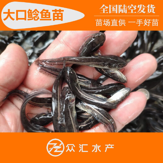 广州杂交鲶鱼苗 南方大口鲶鱼苗 淡水鱼苗 大量批发