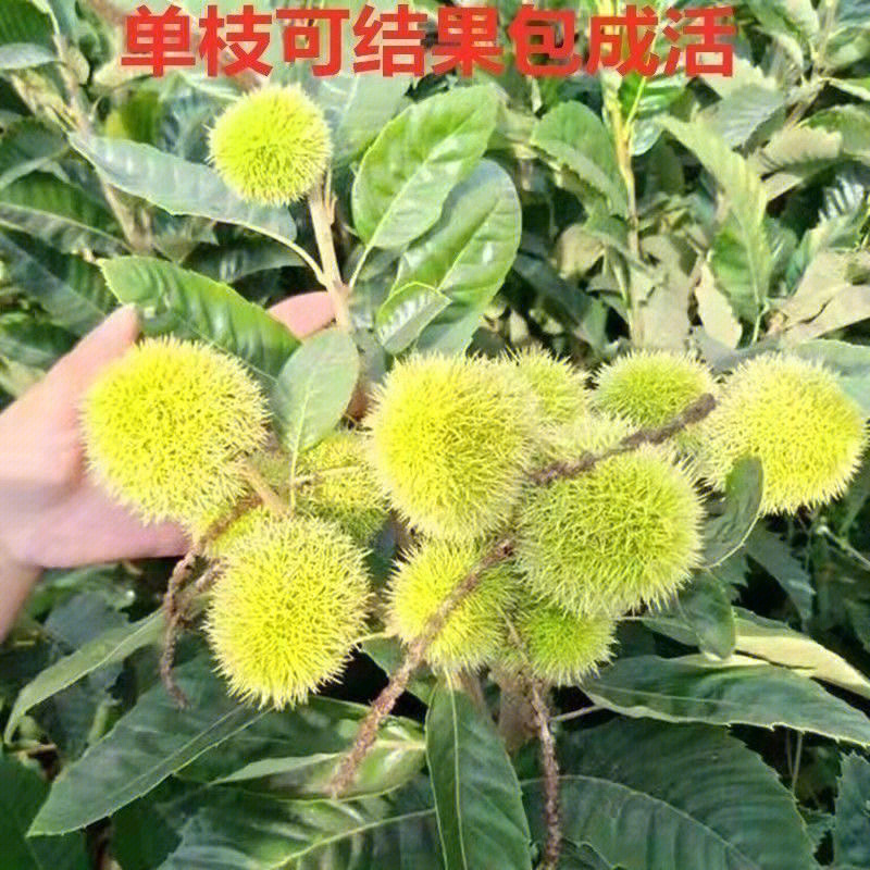 迁西板栗抗病耐寒量大优惠抗病性强现挖现发