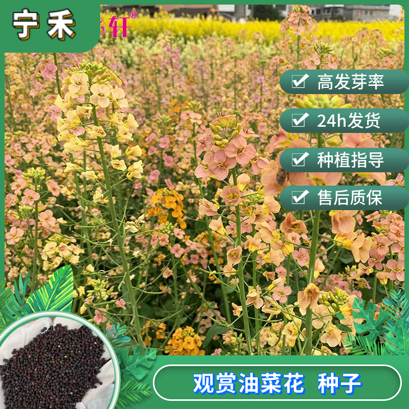 南京紫油菜种子 彩色油菜花种子观赏油菜花种子 白菜型榨油油菜籽