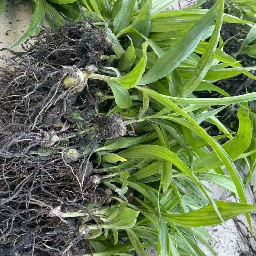 池州白芨苗 紫花三叉大白及