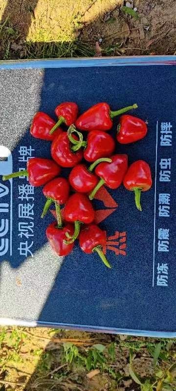 长春珠子椒，艳红椒，弹头椒  满天星，一手货源，大地手工摘