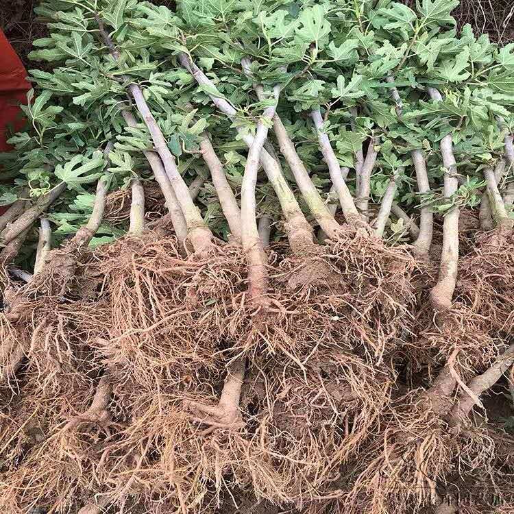 无花果苗，盆栽，地栽都可以，耐寒，南北方都可以种植