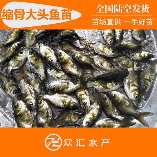 广州缩骨鳙鱼苗 缩骨大头鱼苗 仙骨鱼苗