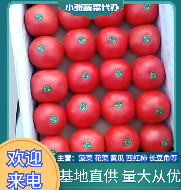 邯郸本地精品西红柿大量上市