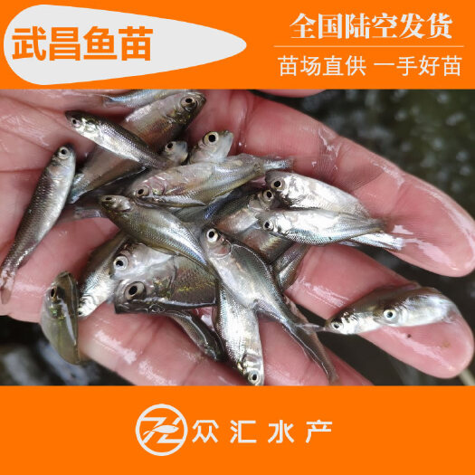 武昌鱼苗 团头舫鱼苗 三角舫苗 三角鳊鱼苗 沙边鱼苗