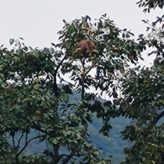 兴山县农村生蜂蛹
