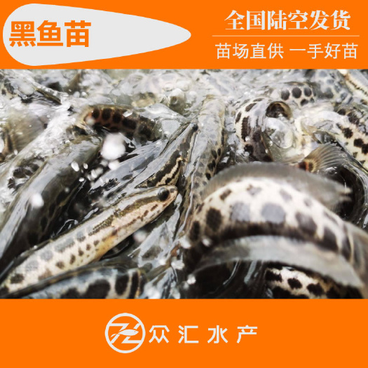 广州乌鳢苗 黑鱼苗 生鱼苗 杂交乌鱼苗