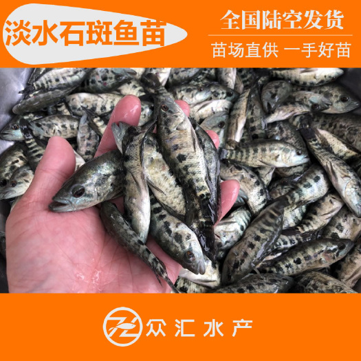 广州淡水石斑鱼苗 大规格6－8厘米石斑苗