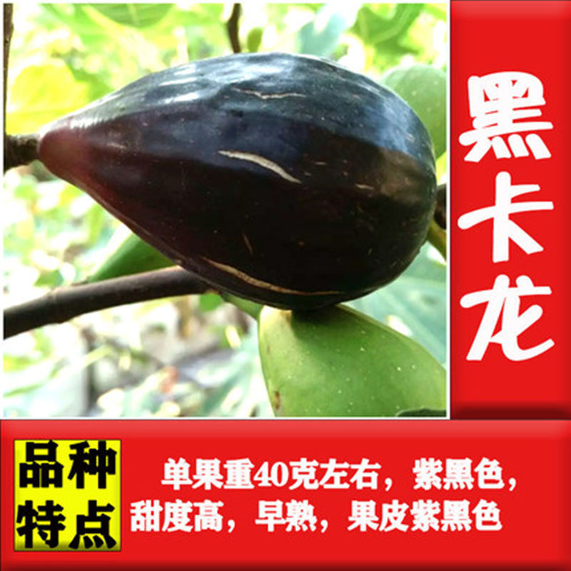 无花果苗，盆栽，地栽都可以，耐寒，南北方都可以种植