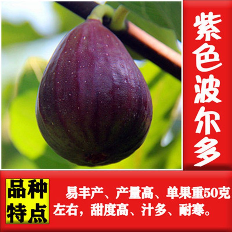 无花果苗，盆栽，地栽都可以，耐寒，南北方都可以种植