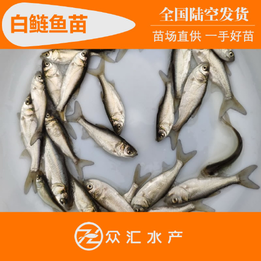 广州白鲢鱼苗 白鲢 鳊鱼苗 鲢鱼苗 价格优惠