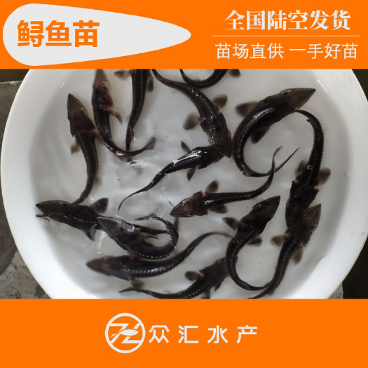 鲟鱼苗 鲟龙鱼苗 淡水养殖 批发供应