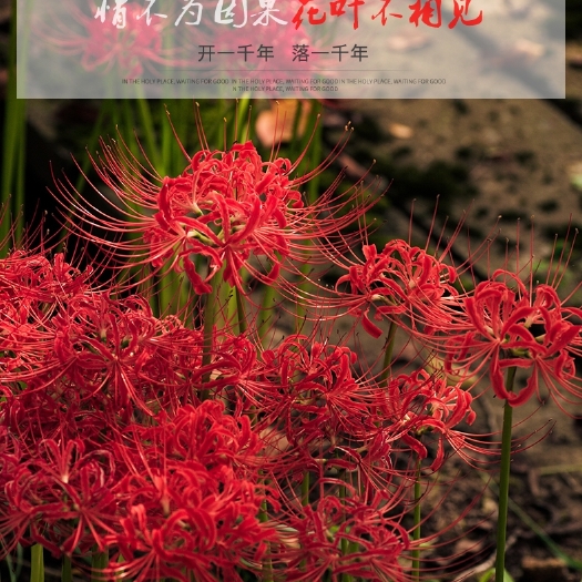 沭阳县彼岸花种球宿根盆栽曼珠沙华球根多年生石蒜四季开花卉室内外植物