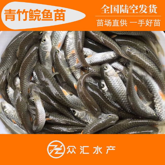 光倒刺鲃鱼苗 青竹鲩鱼苗 军鱼苗 光倒刺鲃 黄娟鱼