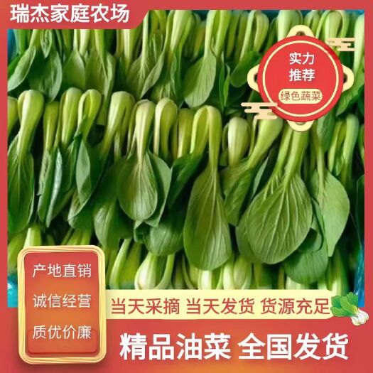 曹县上海青 专业代收 货源充足 支持全国商超电商