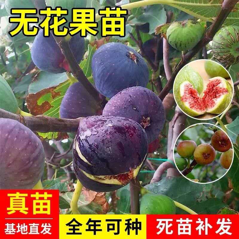 苍溪县无花果苗，盆栽，地栽都可以，耐寒，南北方都可以种植